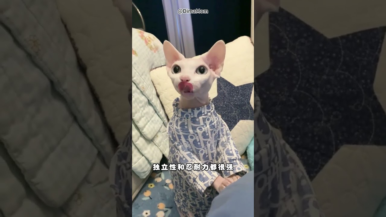 喵界智商排行榜，看谁是智商扛把子！ #貓 #貓咪 #可愛 #cute #cats #kitten #pets