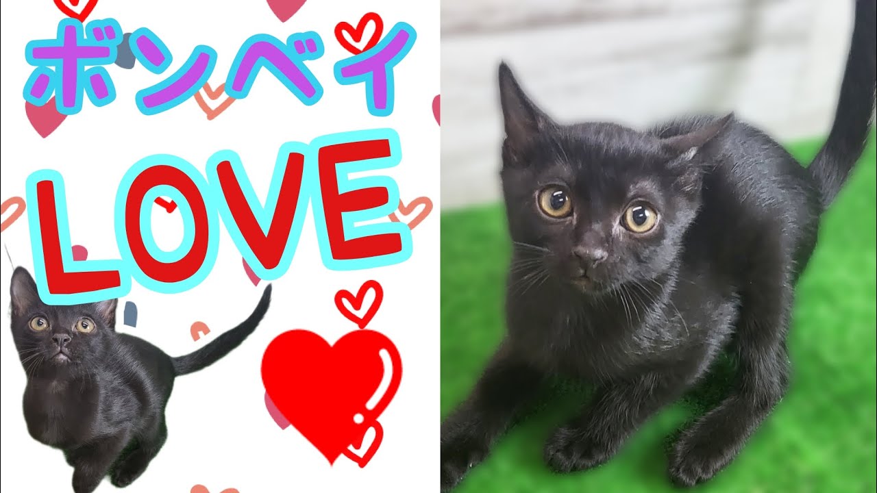 ボンベイ・仔猫【府中四谷店】