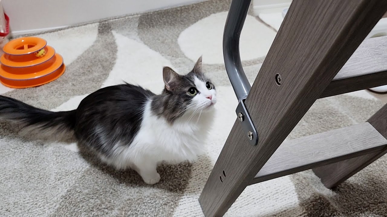 はしごの間から飼い主の様子を気にする猫の行動