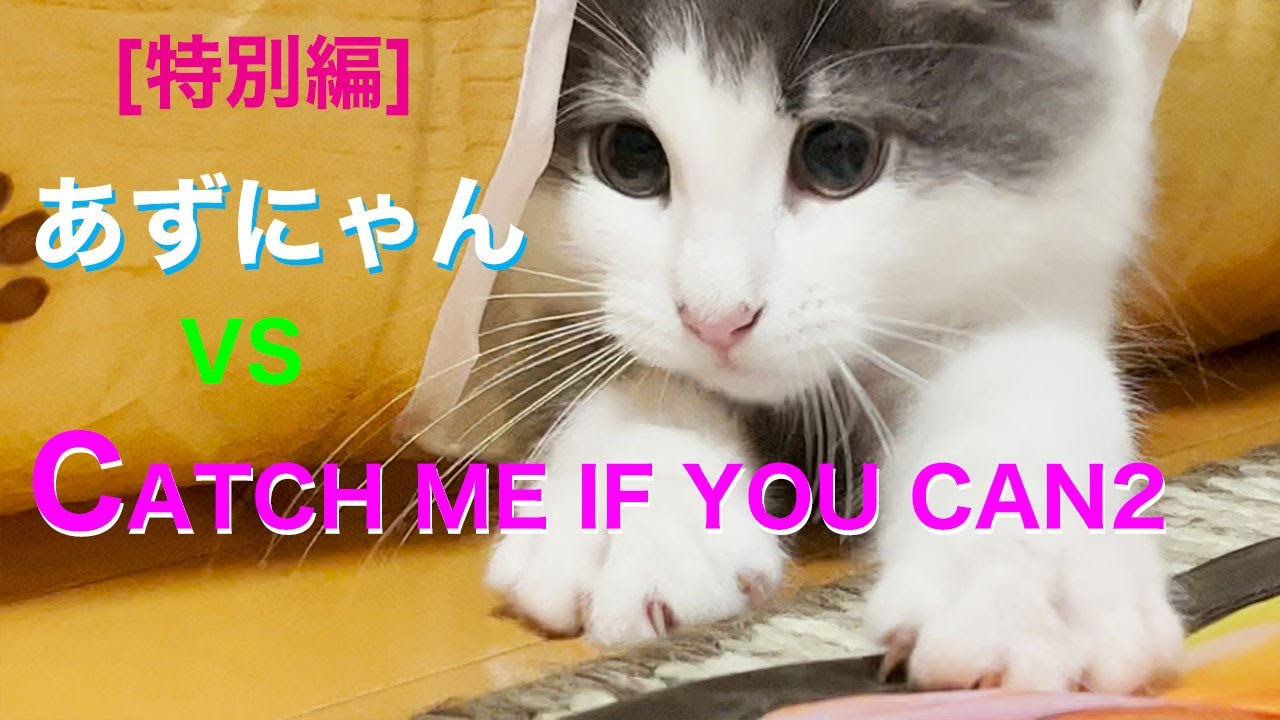 あずにゃん、本気バトル!! vs キャッチミーイフユーキャン2❣️【猫　サイベリアン】[vol.25]