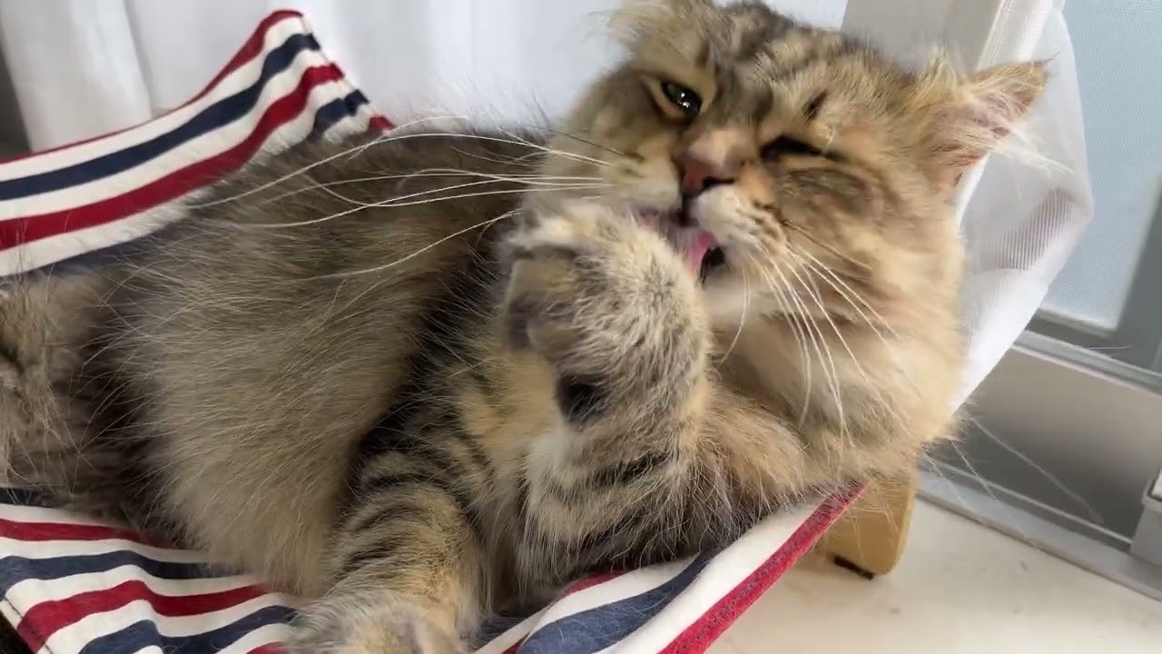 カメラ目線で顔を洗う癒しの猫😀CatVlog908