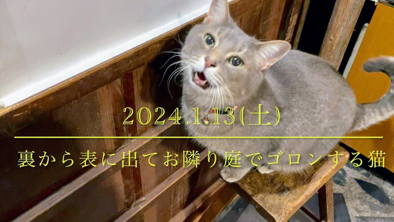 #風の猫　2024.1.13(土)　裏から表に出て..　お隣りの庭でゴロンゴロンする猫…【さっちゃんとおばあちゃんの散歩・464日目】①～④・・・