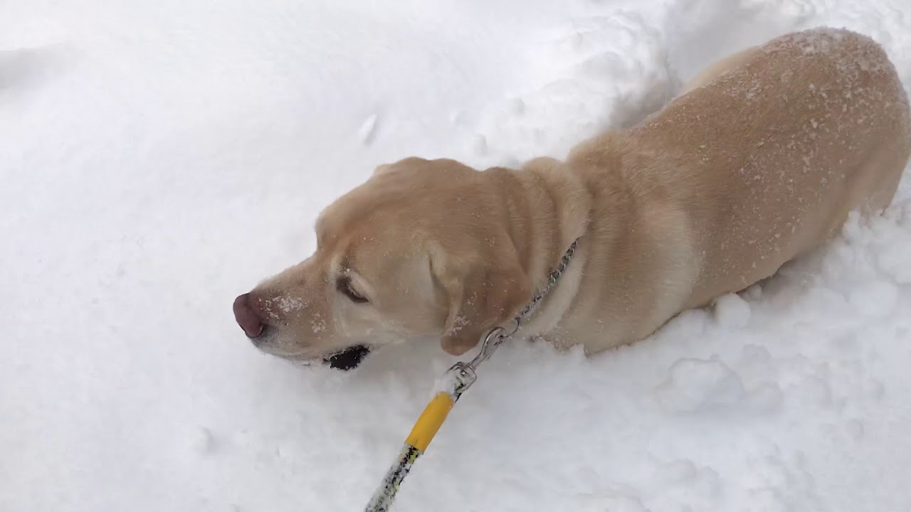 スノーシューin日光　ラブラドールのレオンくんのラッセル