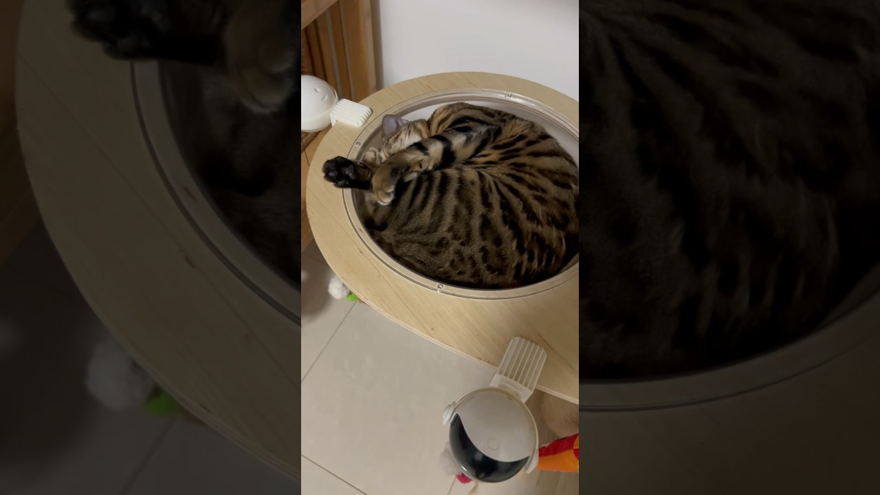 透明ボウルの中で眠る猫【ベンガル猫】