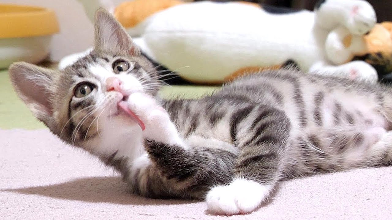 子猫達によるニャーニャー合唱の後はカリカリ音をお楽しみ下さい。【赤ちゃん猫　保護猫】