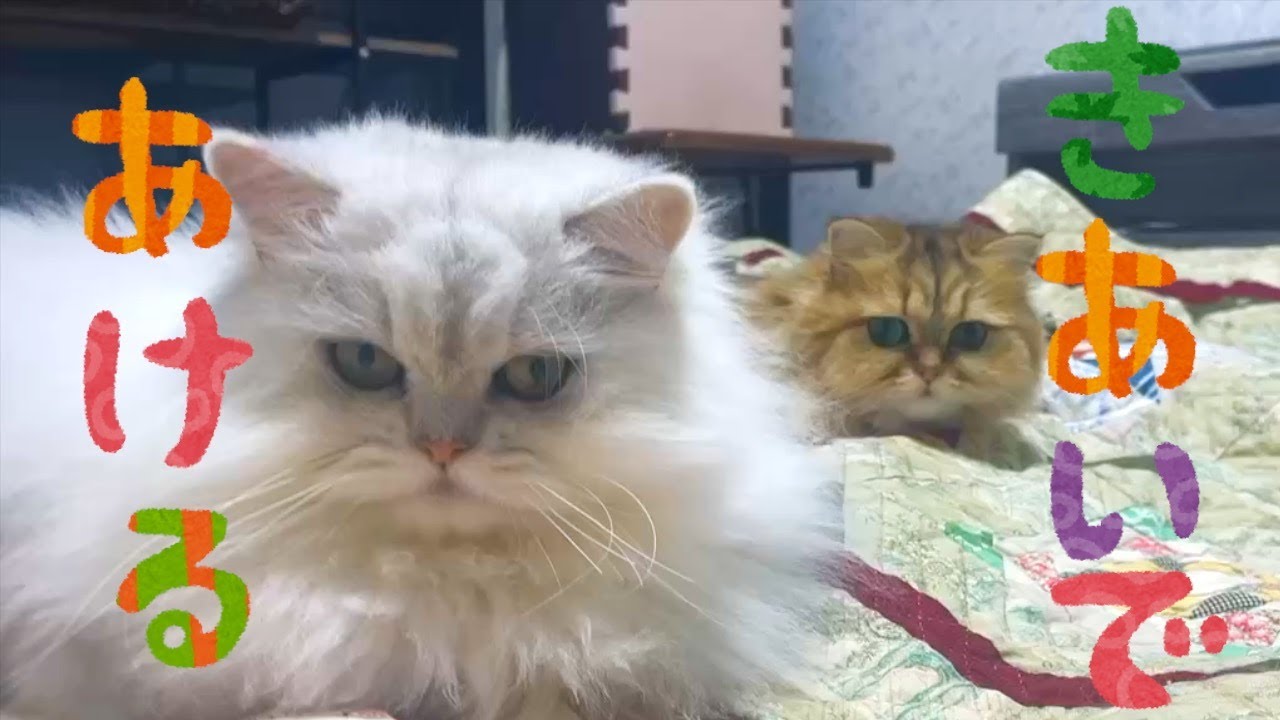 【ペルシャ猫】新年早々コロナに感染💦パパを隔離すると3ニャンズのパワーがすごいことに❗️