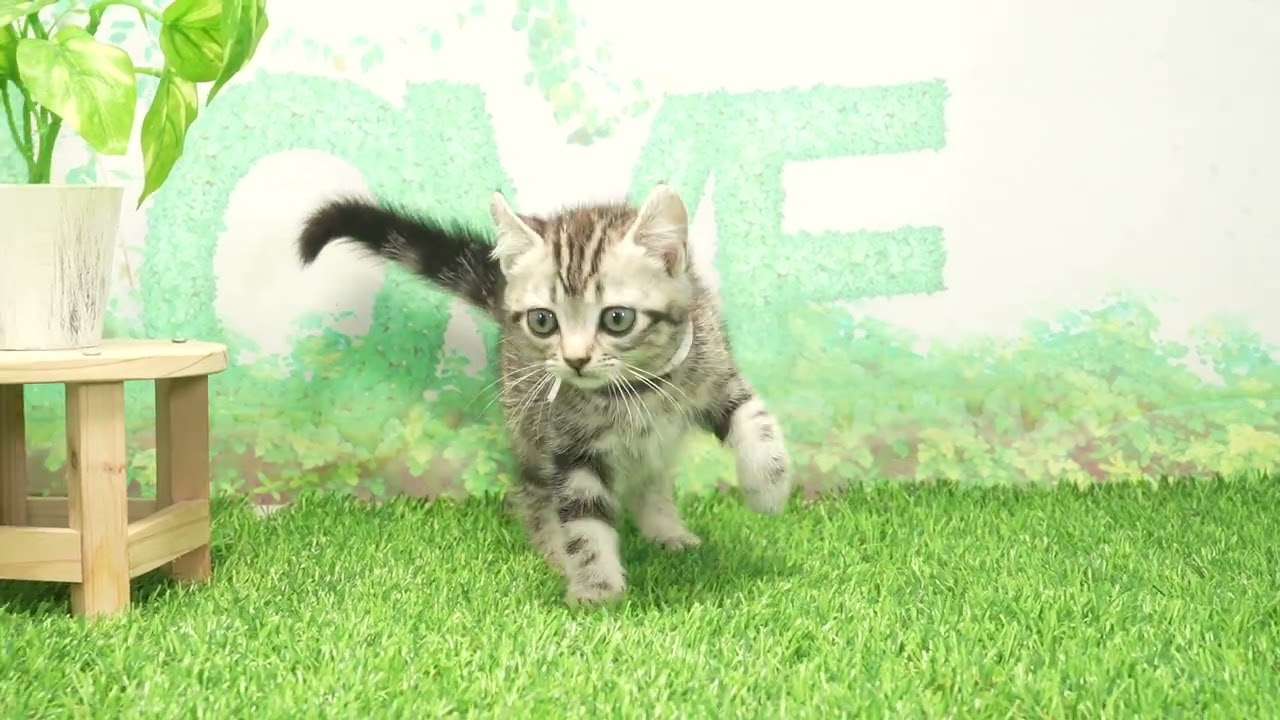 Coo&RIKU　No00662818 アメリカンカール