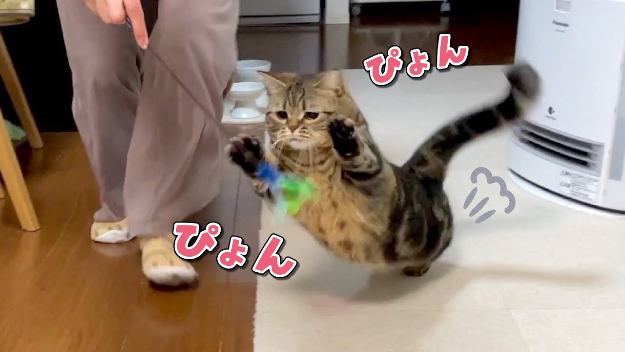 風邪から全快したママと思いっきり遊んだ猫が獣になっちゃいました！