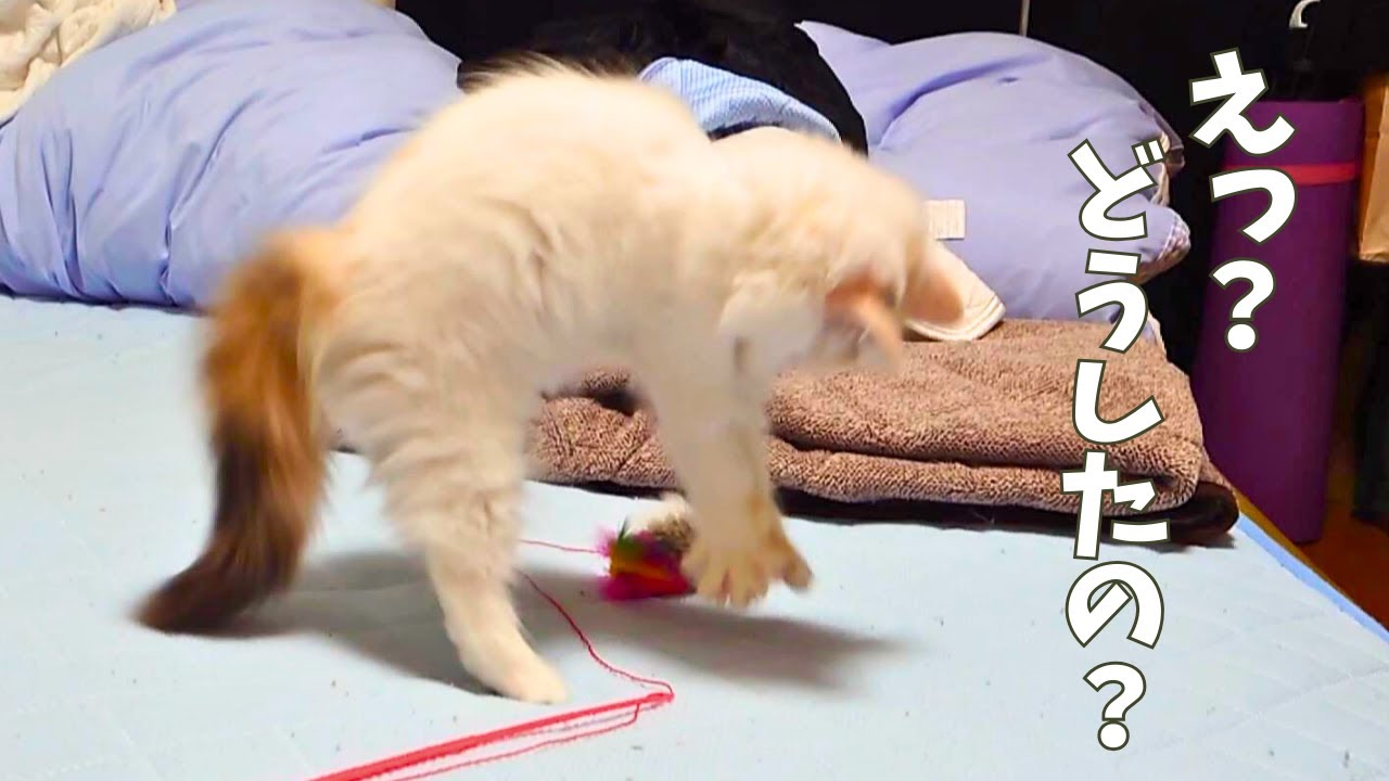 ねずみに夢中な猫が大変なことに・・・【ラガマフィン】【ragamuffin】