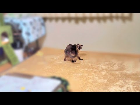 「回って」と２回頼んだら３回まわってくれたシャム猫💃＋おまけ🎥