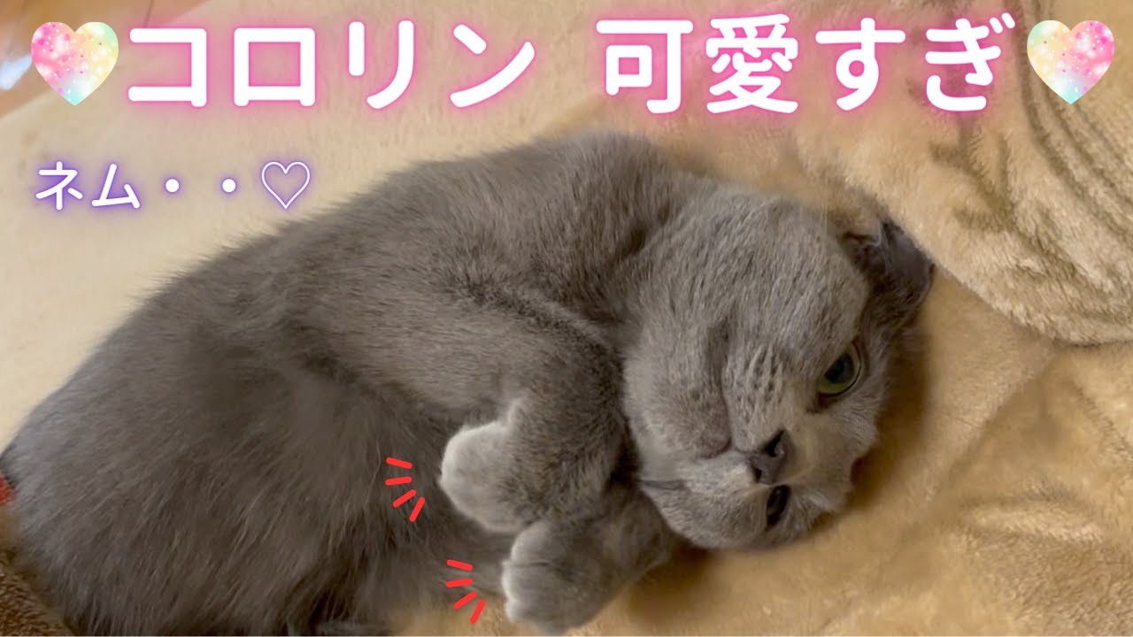 そらママ😎スパイ大作戦〜EP2〜（ロシアンブルー）