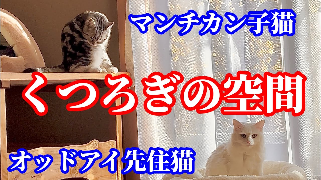 【癒し猫動画】オッドアイ猫とマンチカン子猫