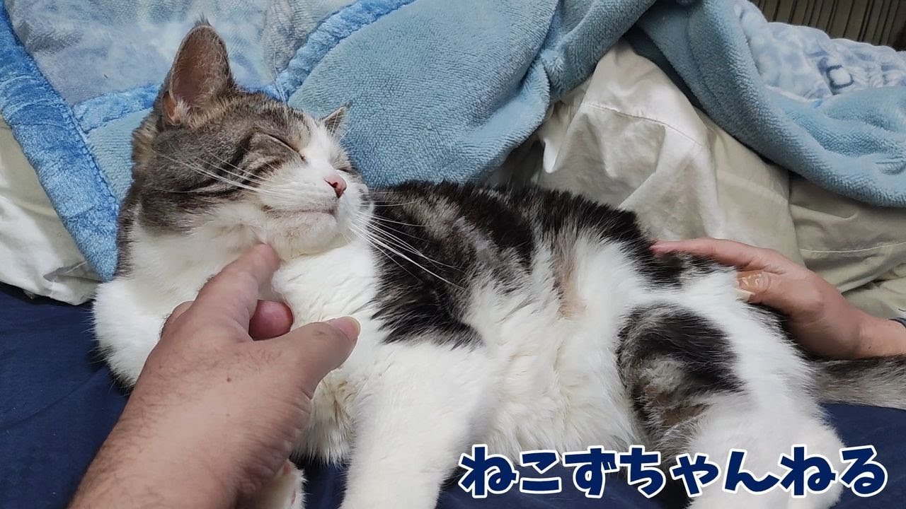 まったり邪魔されても良いんです♪　スコティッシュフォールド「ふく」　ねこずちゃんねる717 #猫 #ねこ #cat #スコティッシュフォールド