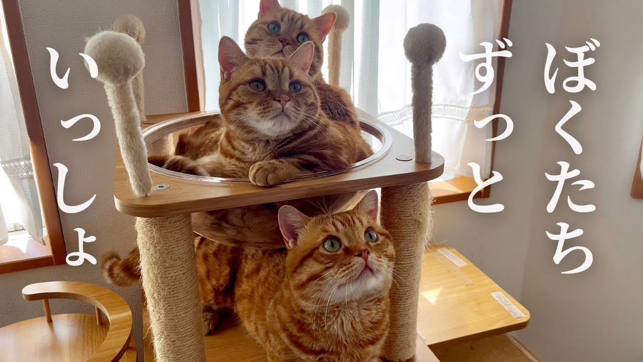 くっついてくつろぐ猫家族がたまらなくかわいい！ #猫 #マンチカン