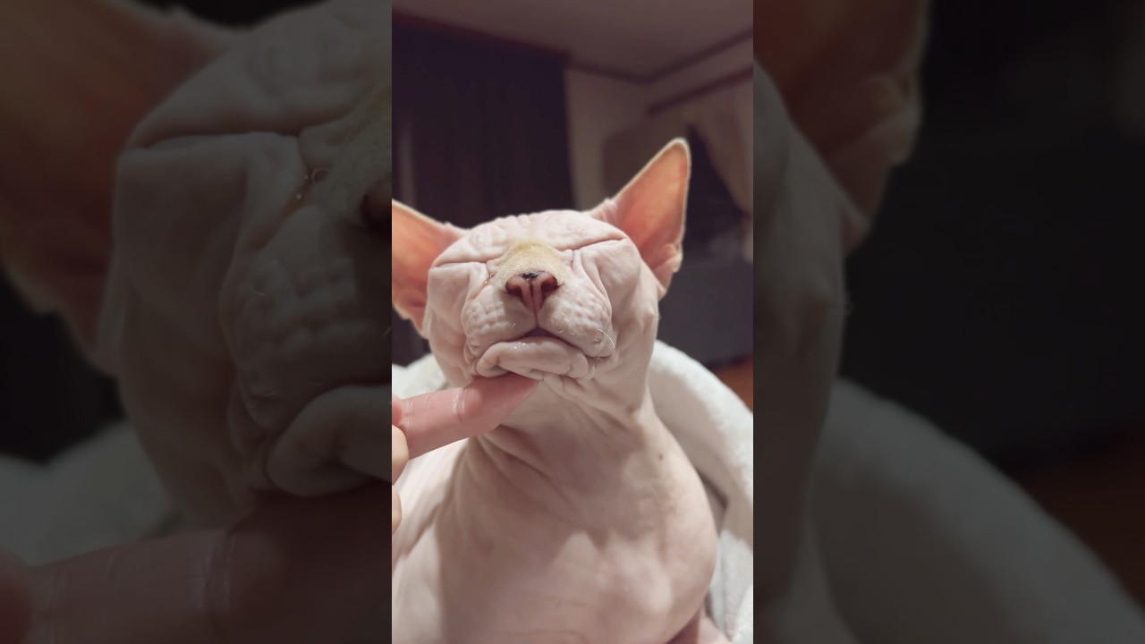 あい〜ん！に何度も付き合ってくれるスフィンクス猫が愛しい #sphynxcat #shorts