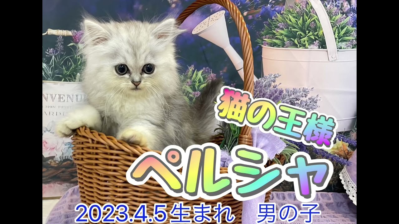 【マルワン横浜 港北NT店】猫の王様ペルシャくんが仲間入りしたよ！