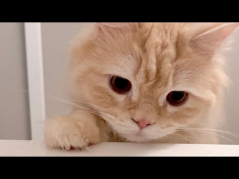 お風呂に入るのが嫌いなのに浴槽の中を覗くのは大好きな猫。【スコティッシュフォールド】