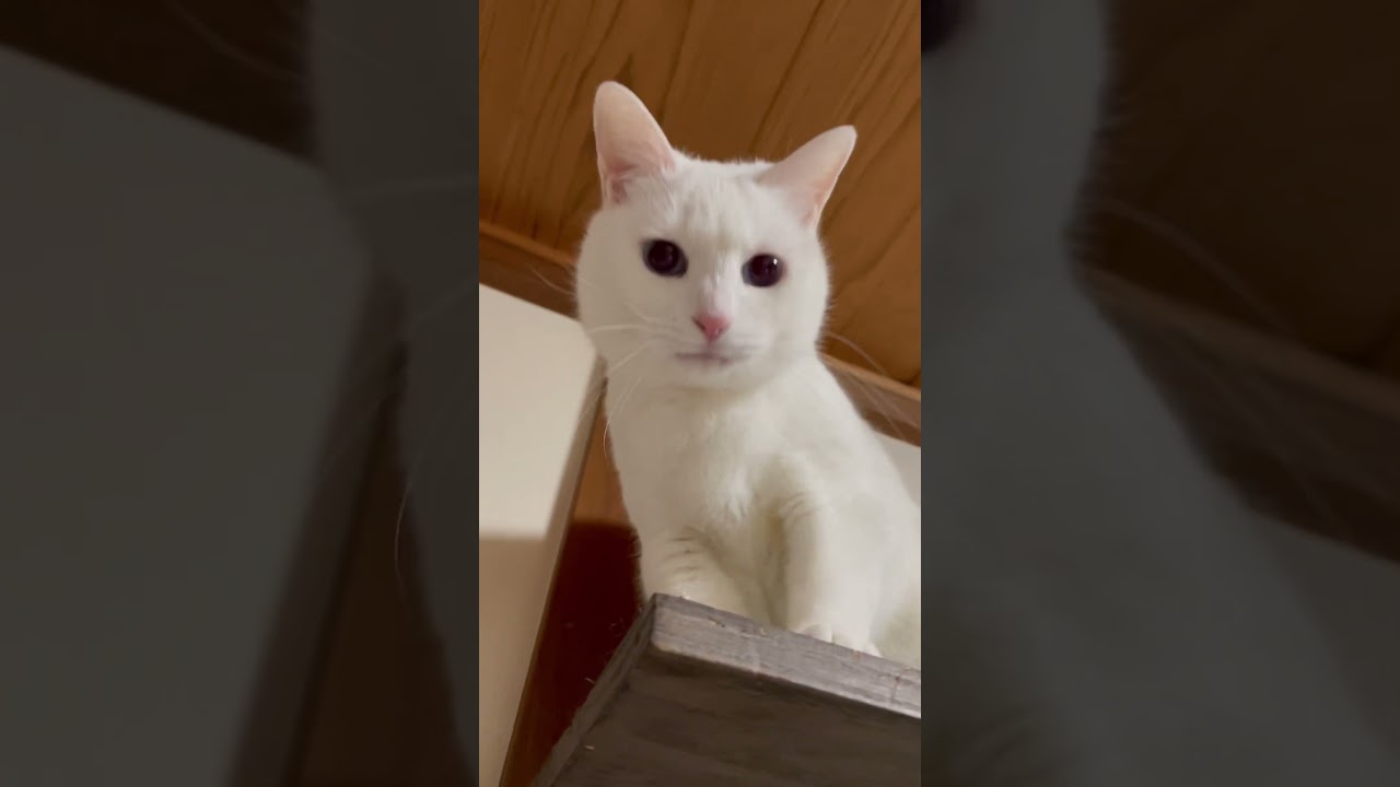 ビビりのクセに高い所にいると強気に手を出してくる白ネコりっかさんw