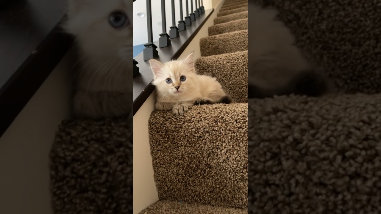 This is why YOU NEED to get a Siberian cat!🏔️🐈❤️ #cat #snowy #pets #animals #siberiancat #shorts