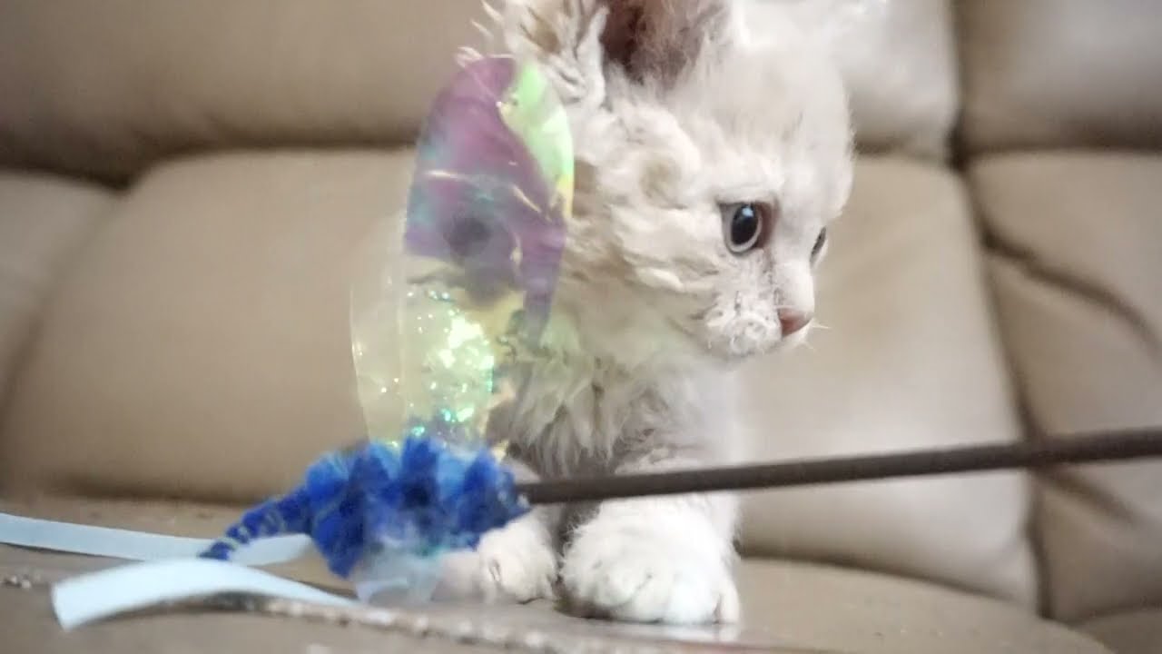 セルカークレックス子猫　2023.11.5産まれ 　クリーム　　男の子　シーダキャット猫のお店