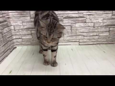 Coo&RIKU　No.631168　アメリカンショートヘアー