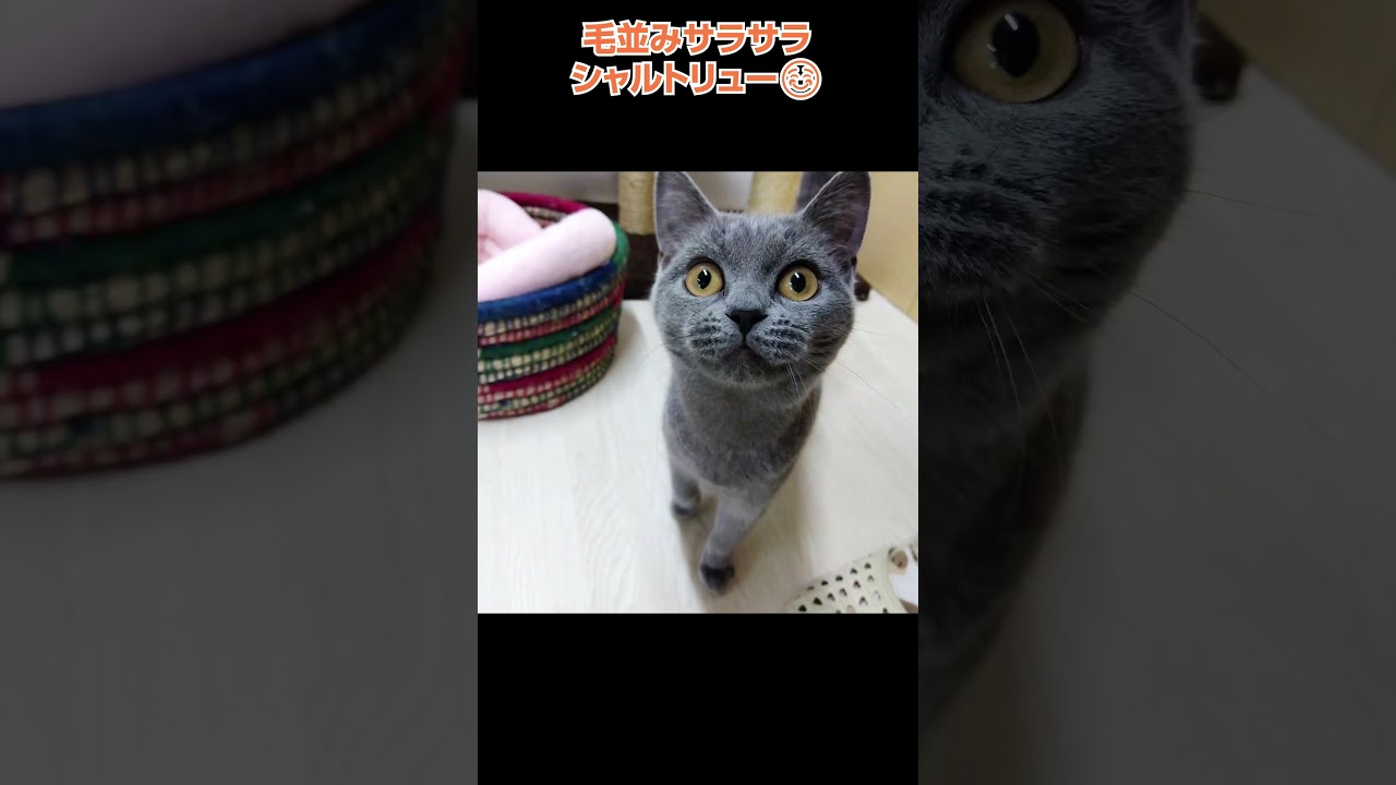 激カワ❤サラサラ毛並みのシャルトリュー🐱【横浜ペットショップ ベルドック】#shorts #猫動画 #猫のいる暮らし #シャルトリュー
