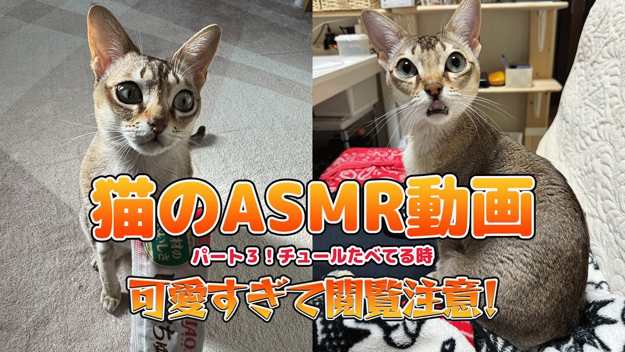 【シンガプーラ】チュール食べる？に反応が薄いくせにめっちゃ必死な猫がこちらです#シンガプーラ #asmr #pets #animals #ねこ #cat