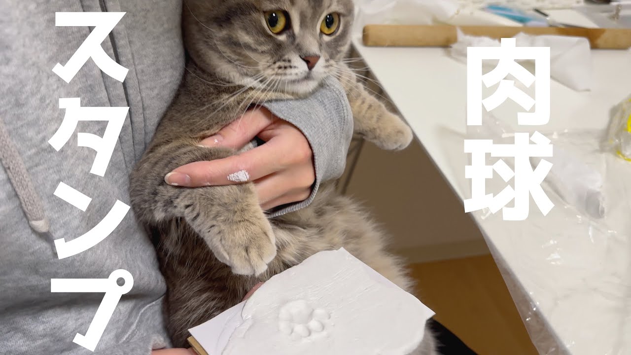 猫よ、肉球の型を取らせて下さい...[マンチカンの銀時]