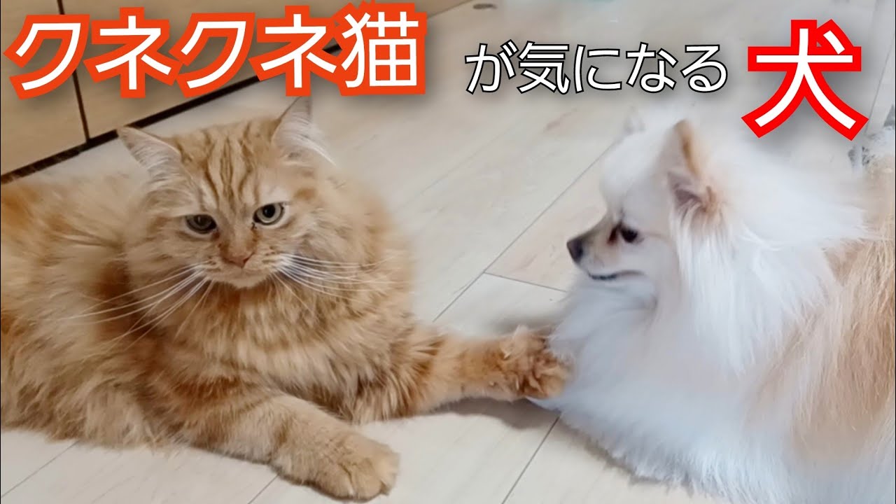 猫のクネクネ コロコロが気になる犬 #ポメラニアン #スコティッシュフォールド