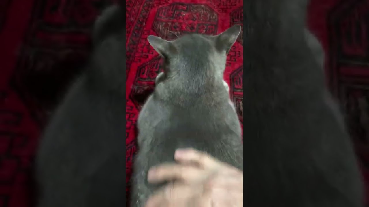 #風の猫　おしりトントンして..　せなかナデナデして..　ちょっとストレス解消した猫…　#shorts