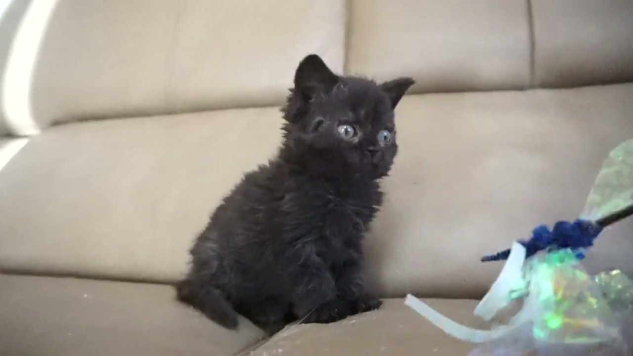 セルカークレックス子猫　2023.11.5産まれ 　ブラック　　女の子　Selkirk Rex　シーダキャット猫のお店