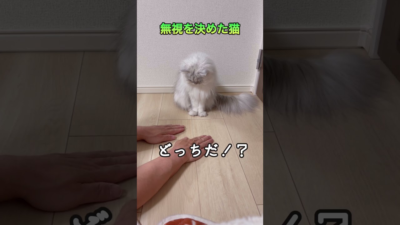 無視を決めた猫　#shorts #ペルシャ #手品  #猫動画