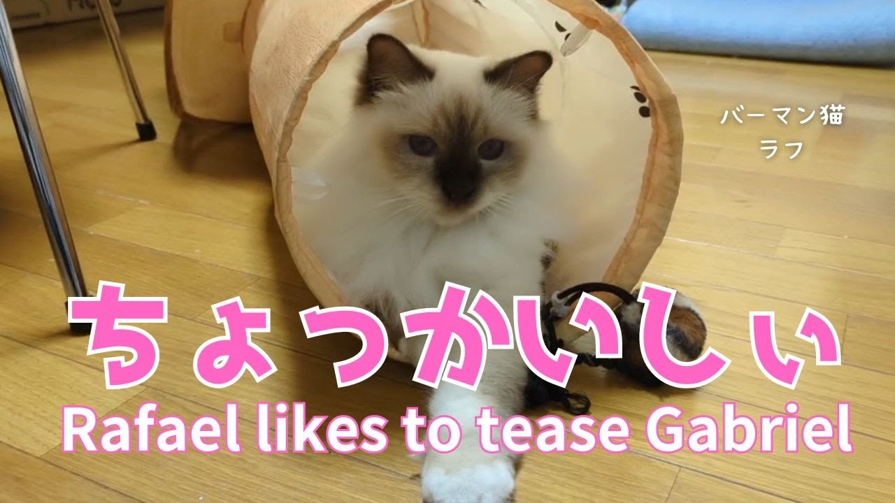 バーマン猫ラフとガブ【ちょっかいしぃ】Rafael likes to tease Gabriel（バーマン猫）Birman/Cat