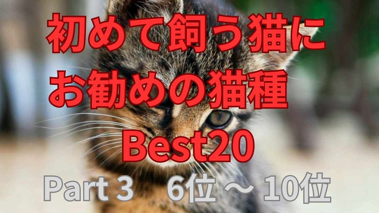 【猫】初めて飼う猫にお勧めの猫種BEST20･･･Part3【Best 20 cat breeds recommended for first-time cats Part3】#猫#犬#動物#雑学
