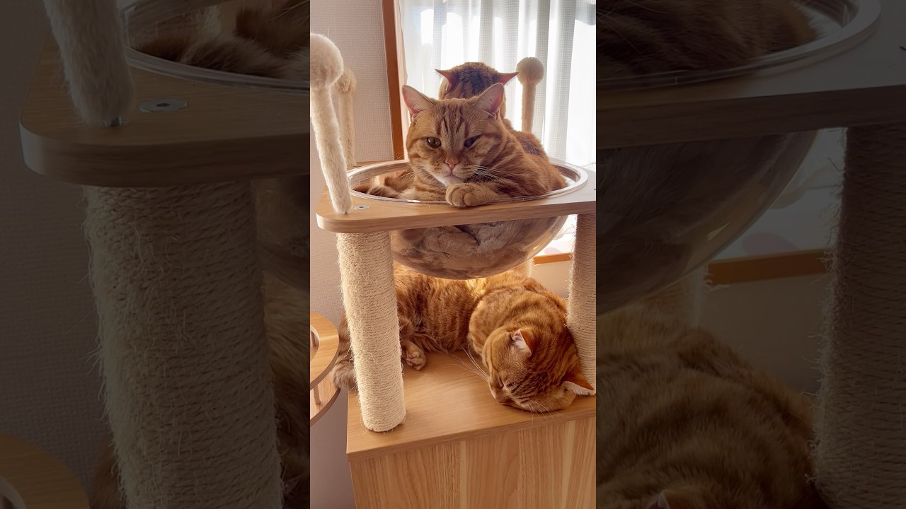 太陽大好きひなたぼっこしてる猫親子がかわいい！ #猫 #マンチカン #shorts