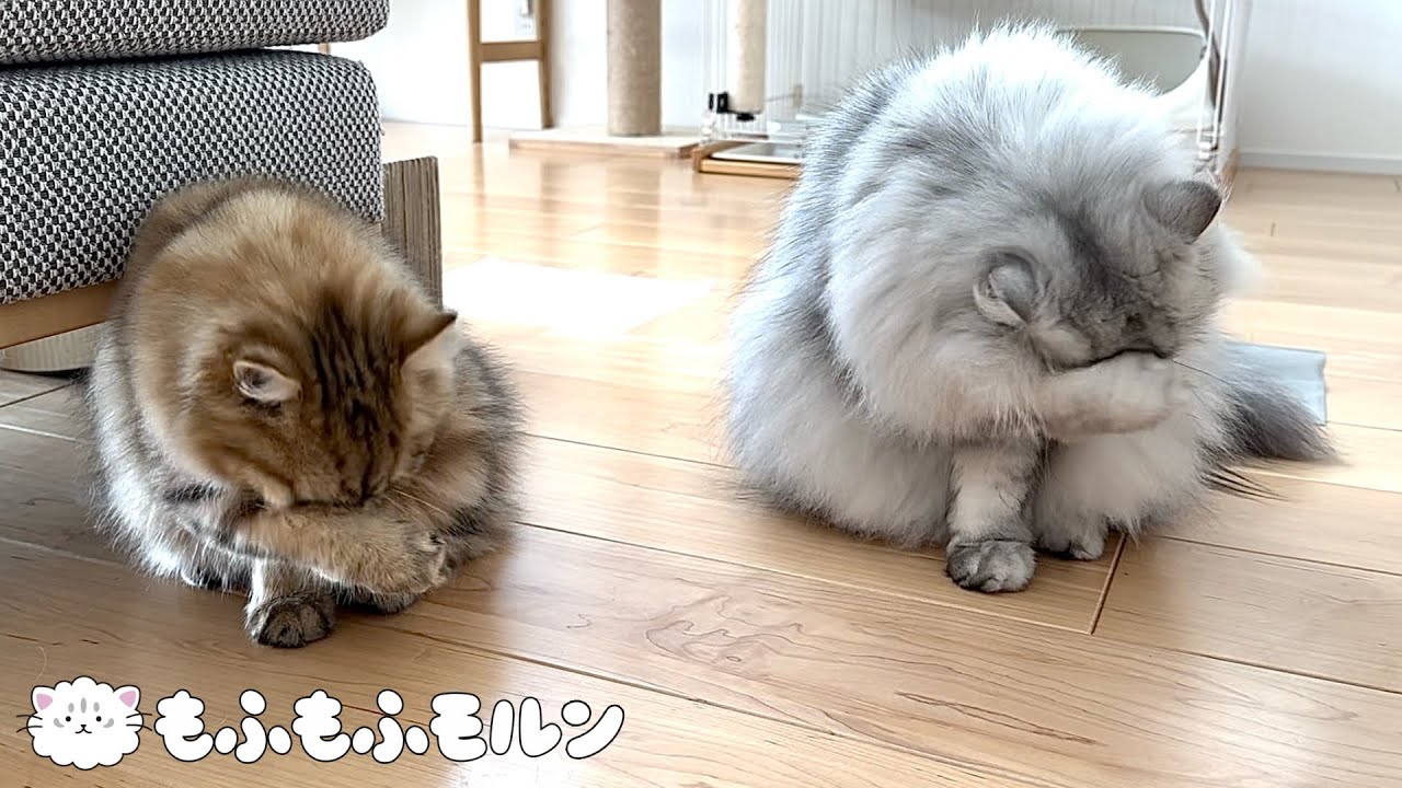 もふもふ猫兄妹のシンクロ特集 【サイベリアン】