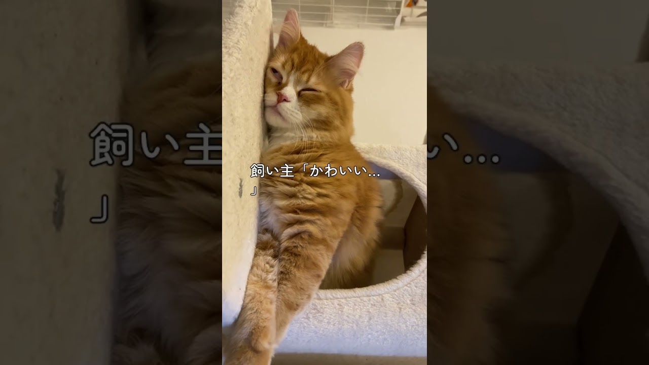 【サイベリアンの子猫】可愛すぎる寝相のシシ #cat #ねこ #cats #サイベリアン #siberian #子猫 #short #shorts