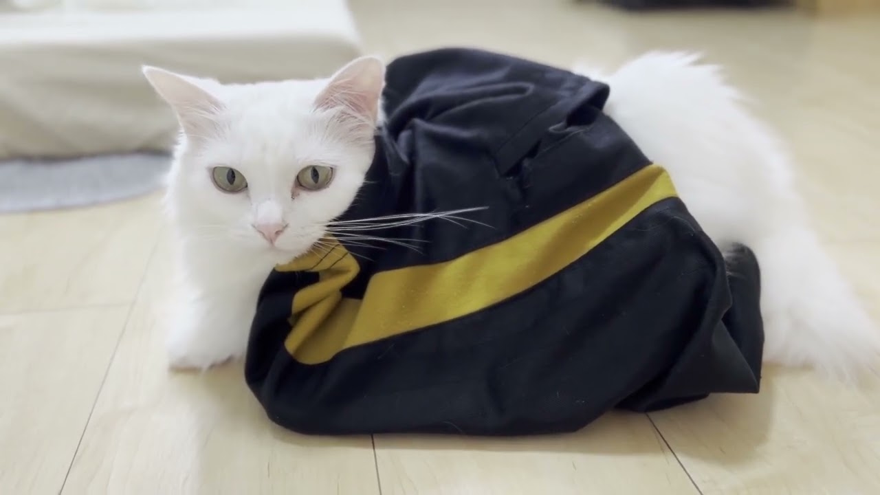 飼い主に服に潜り込むネコ