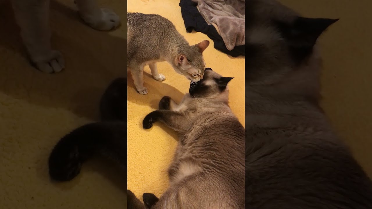 たぬき猫をうれしそうにペロペロするシンガプーラなのにゃ♪ #cat #シンガプーラ #トンキニーズ#たぬき猫