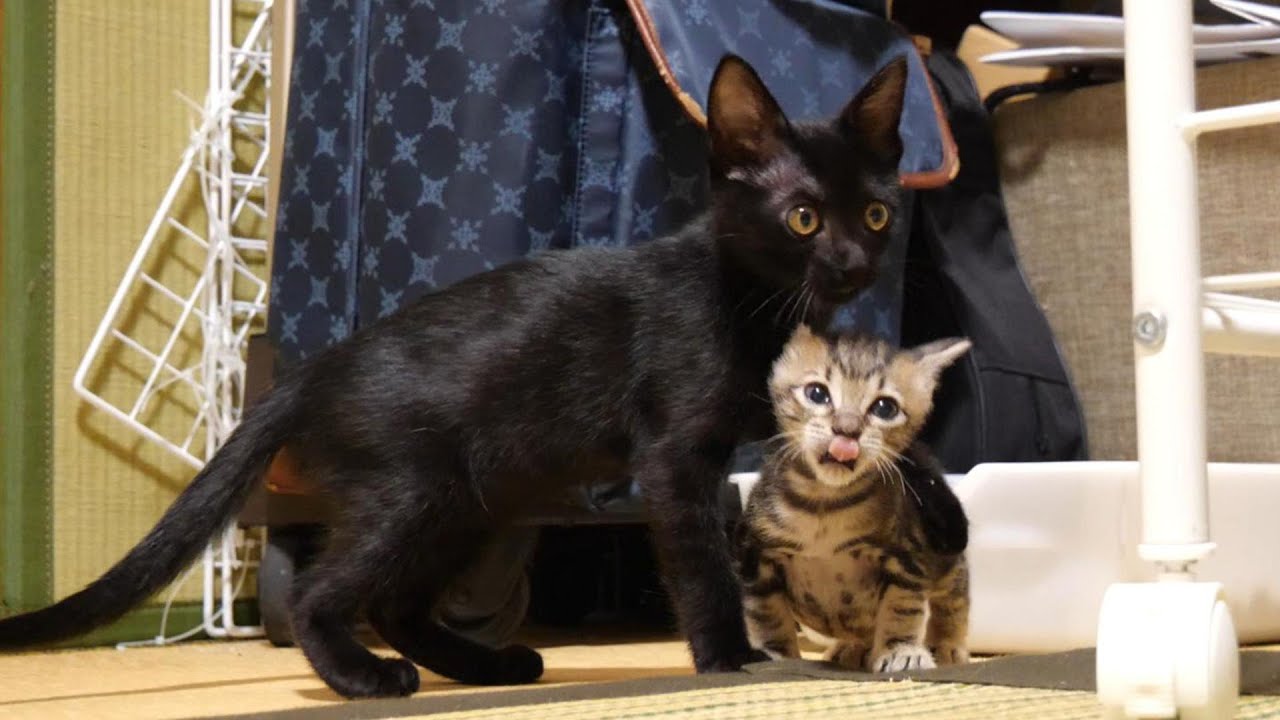 はしゃぐ先輩猫に必死に挑む子猫たち【赤ちゃん猫　保護猫】