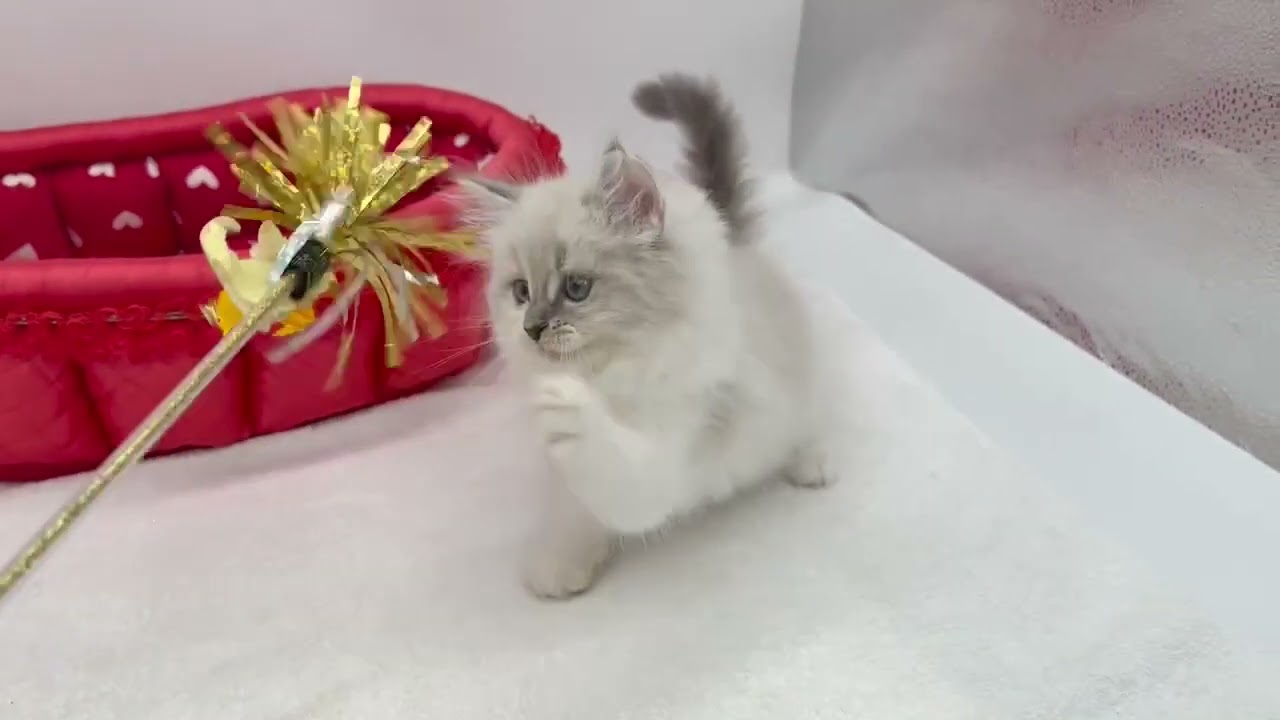 マンチカン ブルークリームポイント&ホワイト（ロングヘアー）の美人な女の子✨