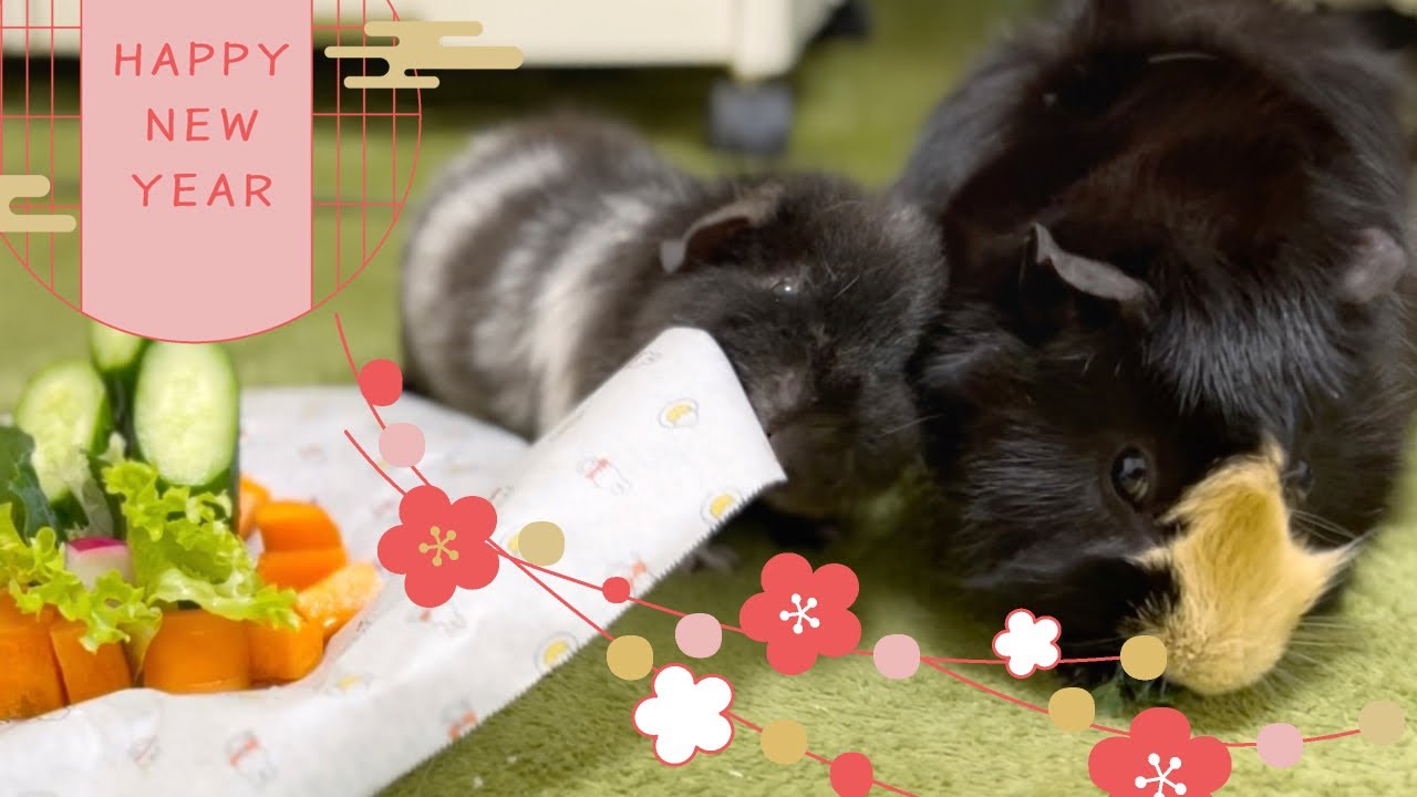 モルモットにお野菜の門松を食べてもらったら反応がカオスすぎた【Japanese New Year's Kadomatsu Surprise: Chaos Ensued! 🎍🐹】