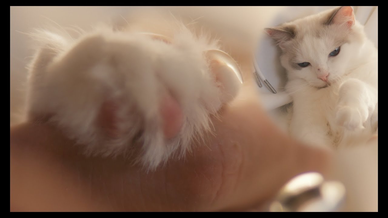 爪　#猫 #ラグドール #ragdollcat