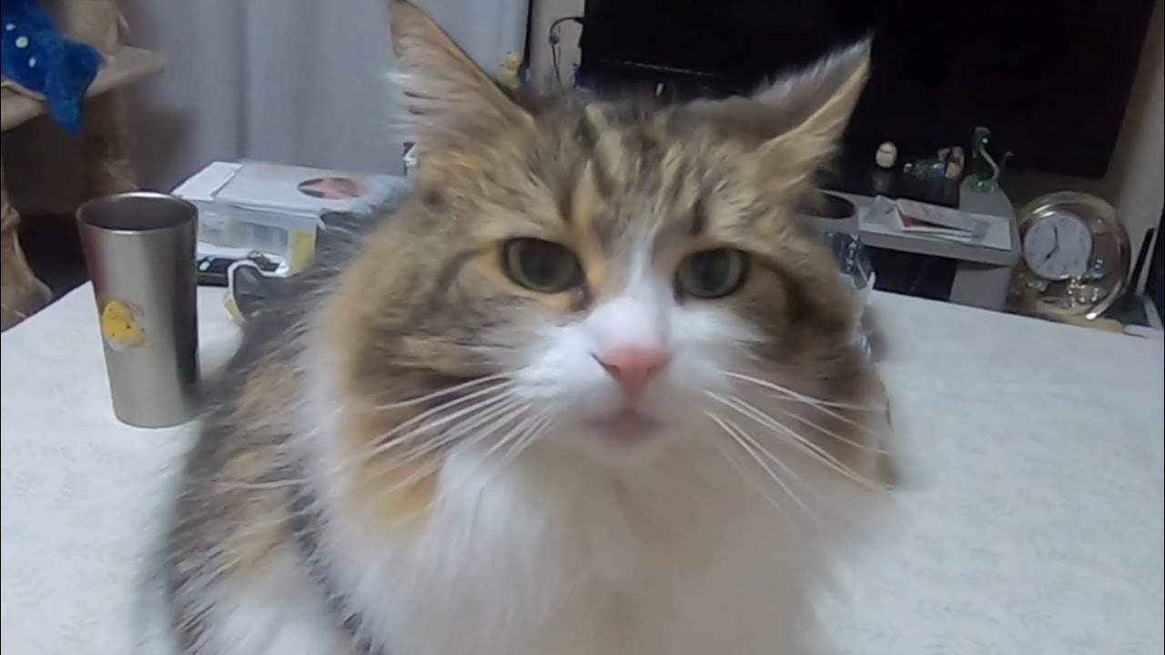 何て情けない顔〜叱られた〜立ち直りの早さは猫だね/What a pitiful face~I was scolded~It's a cat that recovers quickly