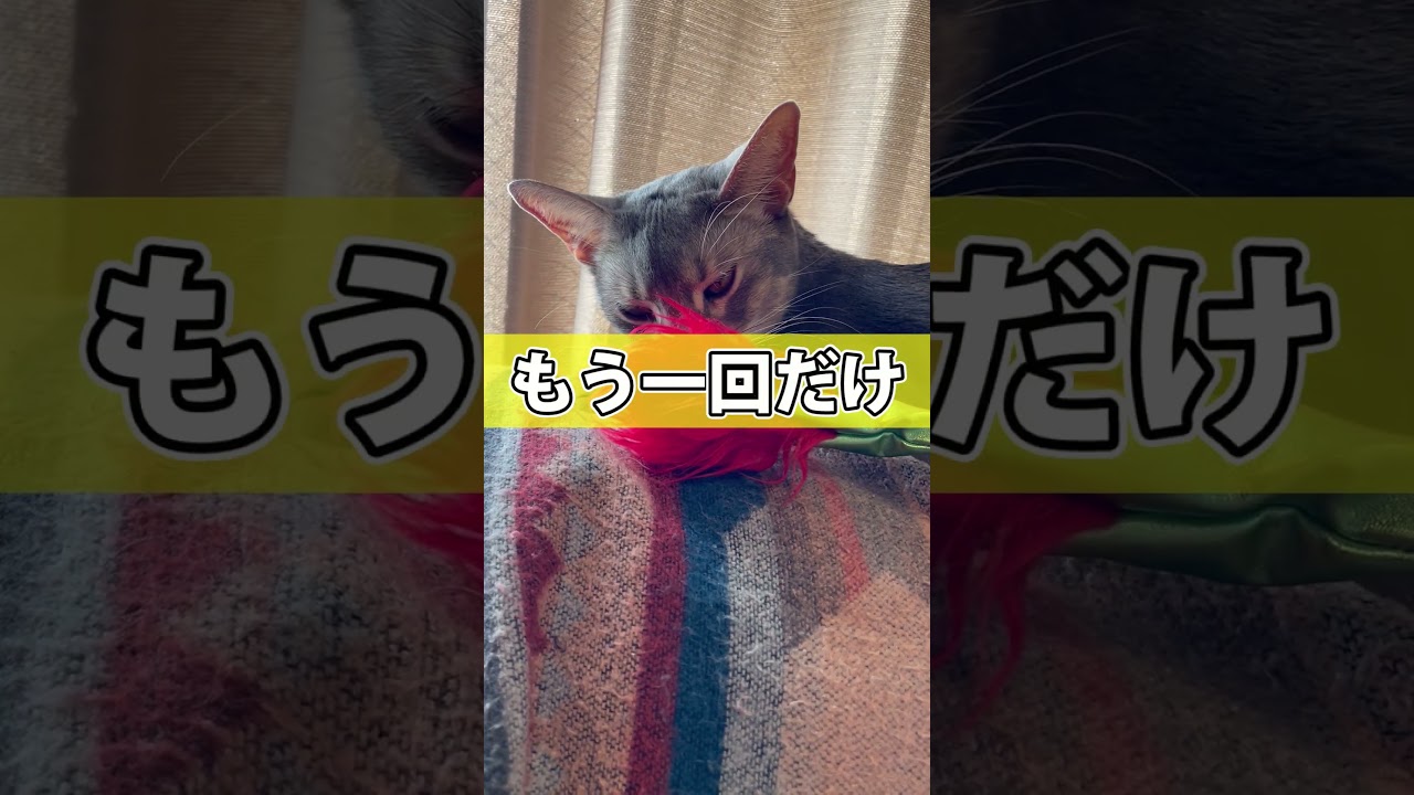 ビジュアル系バンドなうちの猫さん shorts #猫 #アビシニアン