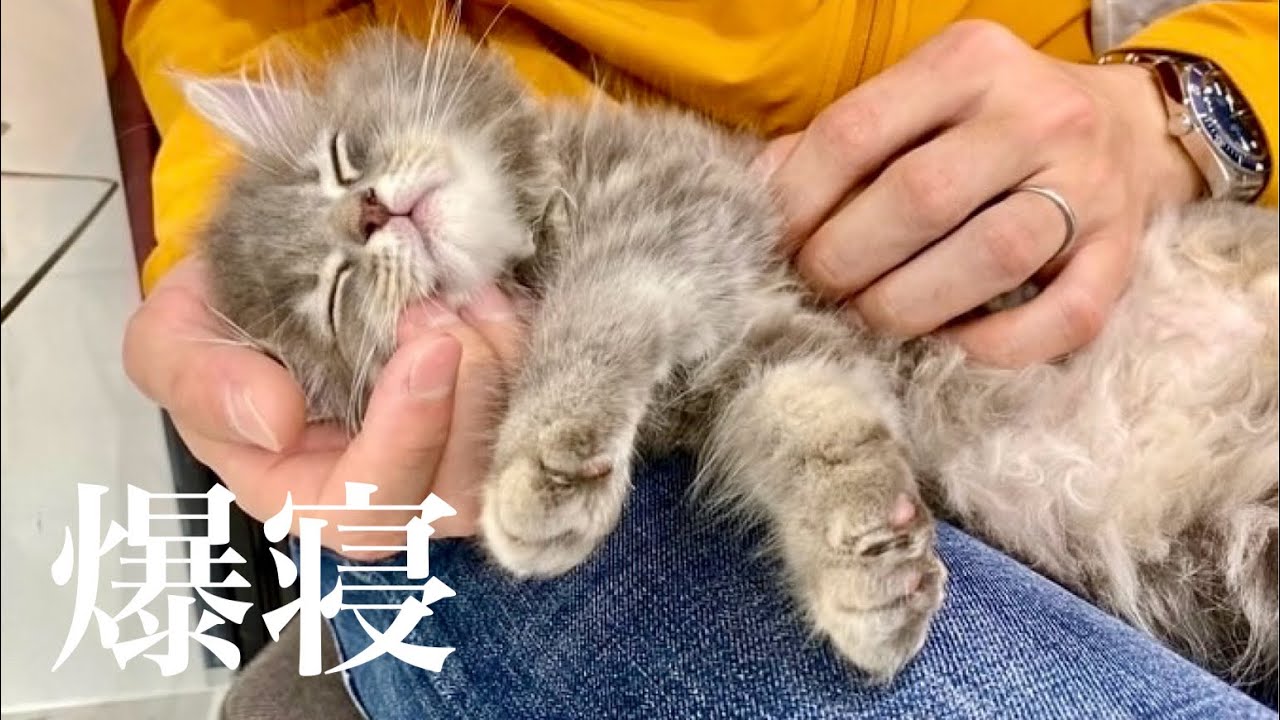 サイベリアンの日常🐈ケージが届いた日📦|猫用品開封,引っ越し,キャットフード
