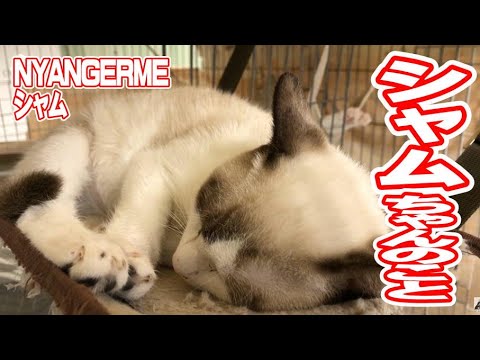 シャムちゃんのこと （トライアル中断）【保護猫ハウス日記】　トライアル出発前からハウスに戻るまで
