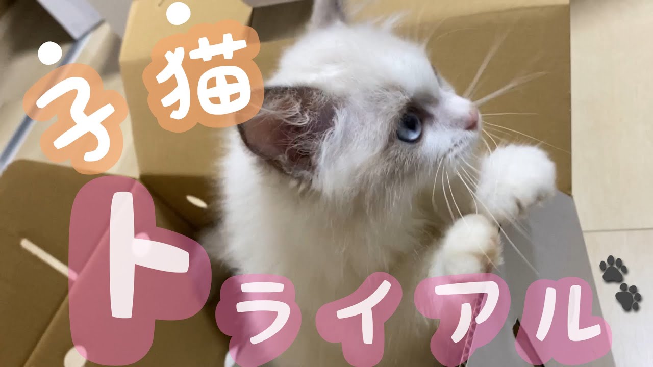 生後3ヶ月のラグドールをトライアルしてみた