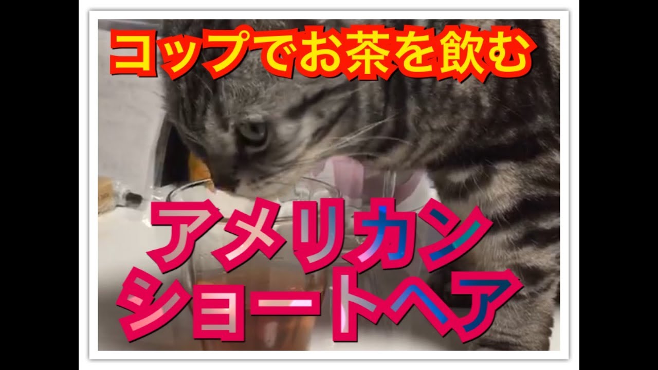 コップでお茶を飲むアメリカンショートヘア  猫  キャット