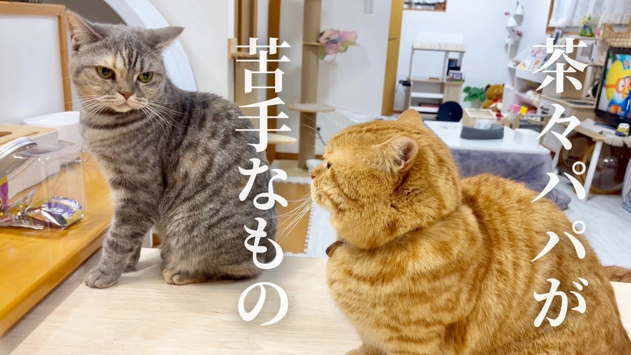 茶々パパが苦手なもの...それは... #猫 #マンチカン